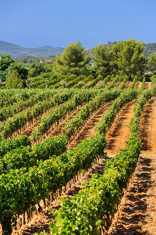 Bastide_Barbeiranne_Vignes_04