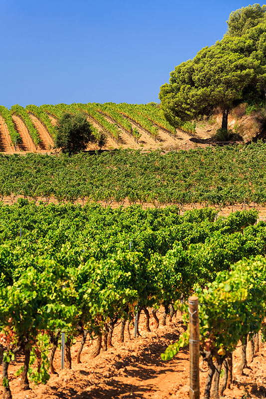 Bastide_Barbeiranne_Vignes_05